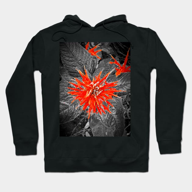 Monarda Bee Balm Flower Hoodie by danieljanda